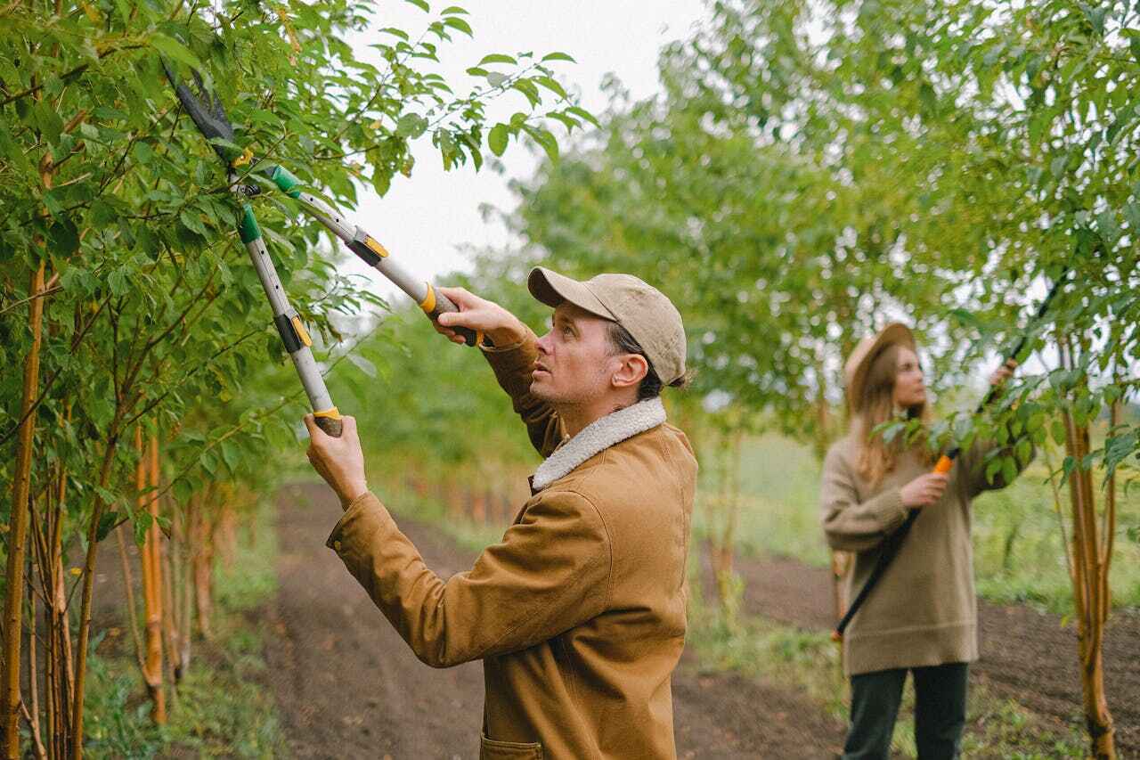 Best Tree Trimming Near Me  in Warminster Heights, PA